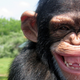 Illustration for article titled Researchers have identified poo-flinging as a sign of intelligence (in chimpanzees)